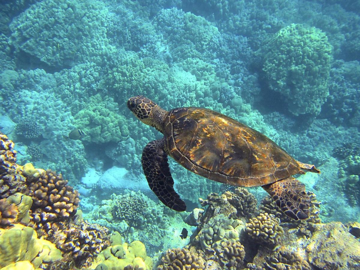Superbe Bord De Mer, Acces Lagon Et Piscine Privee Paea Екстериор снимка